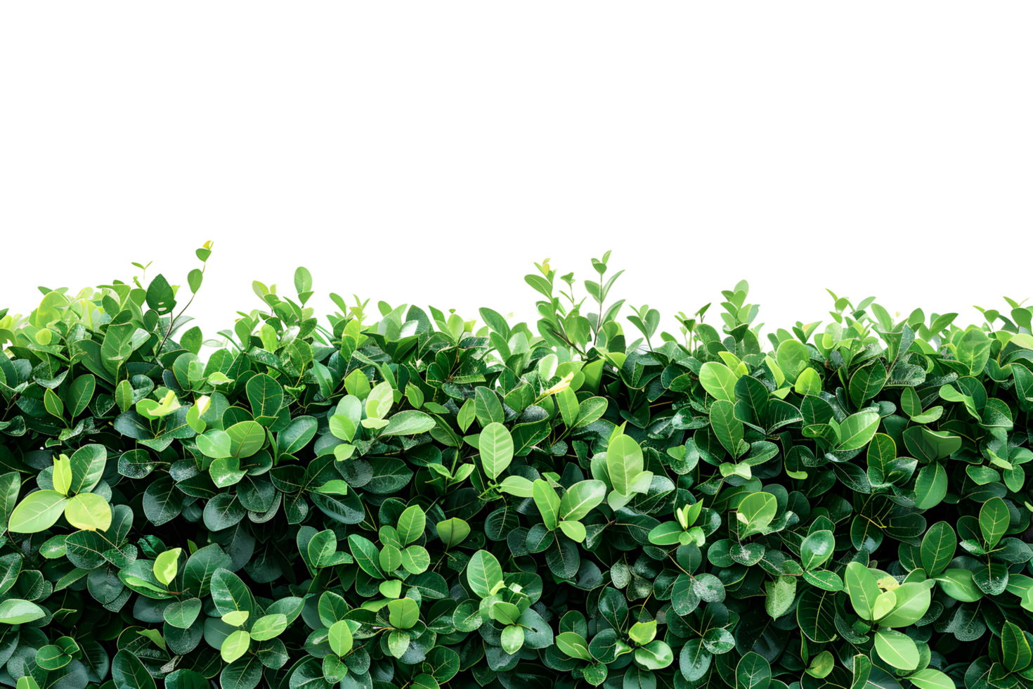 A hedge with green leaves on it png