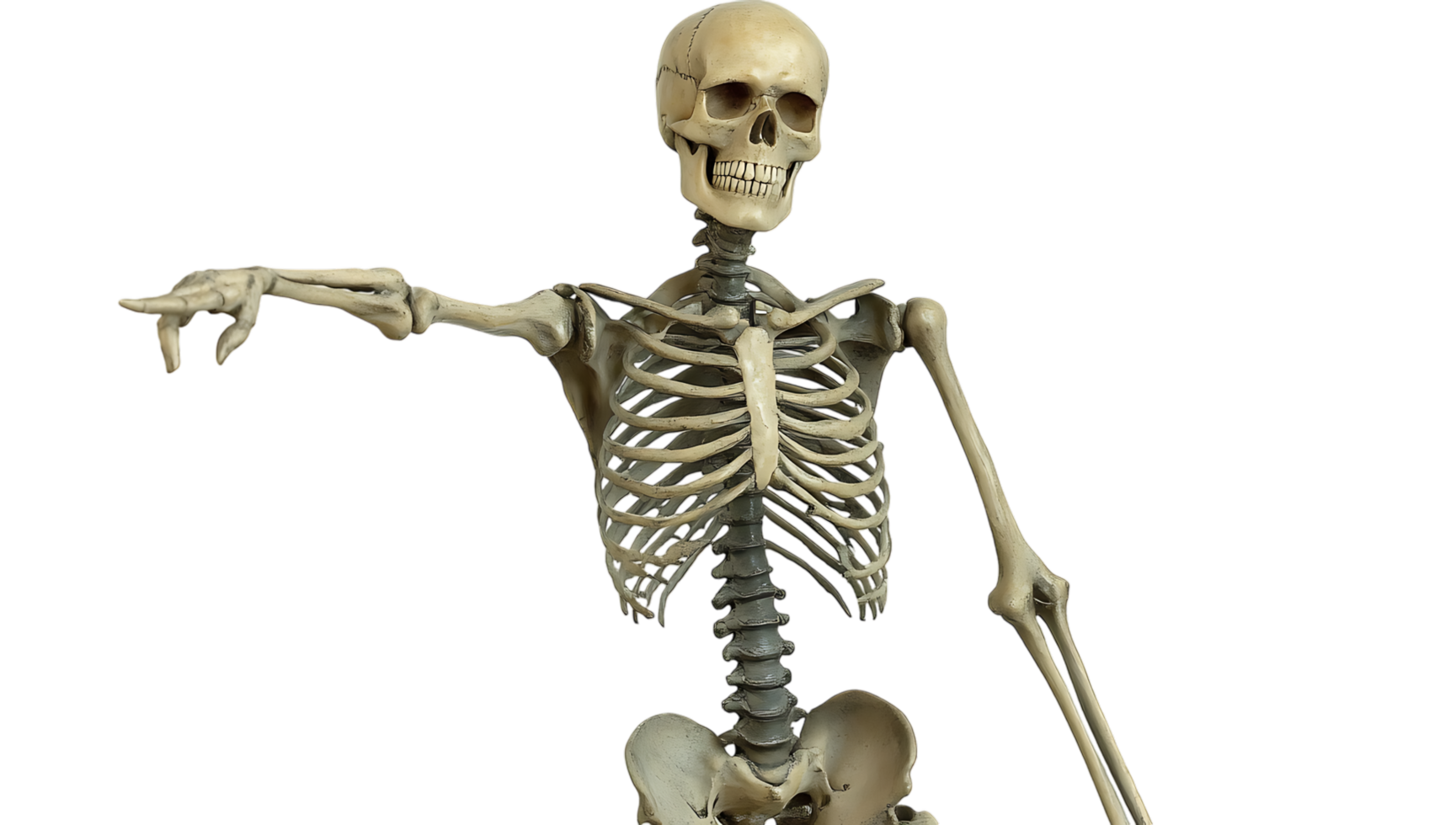 A skeleton is pointing at something png