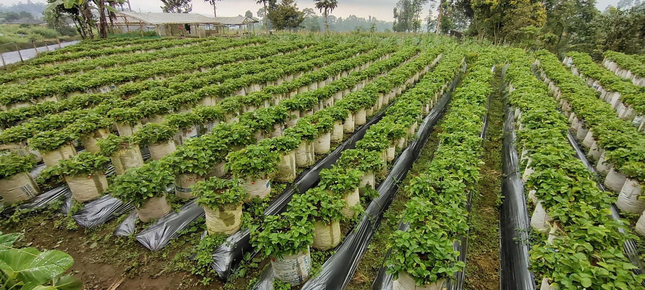 High angle view of a large strawberry garden in a beautiful village. Agriculture concept image photo