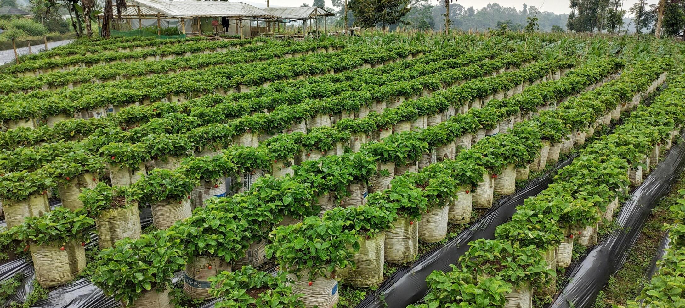 View of green field of strawberry plants. Wide expanse of strawberry fields. Agriculture concept image. Harvest season in the garden photo