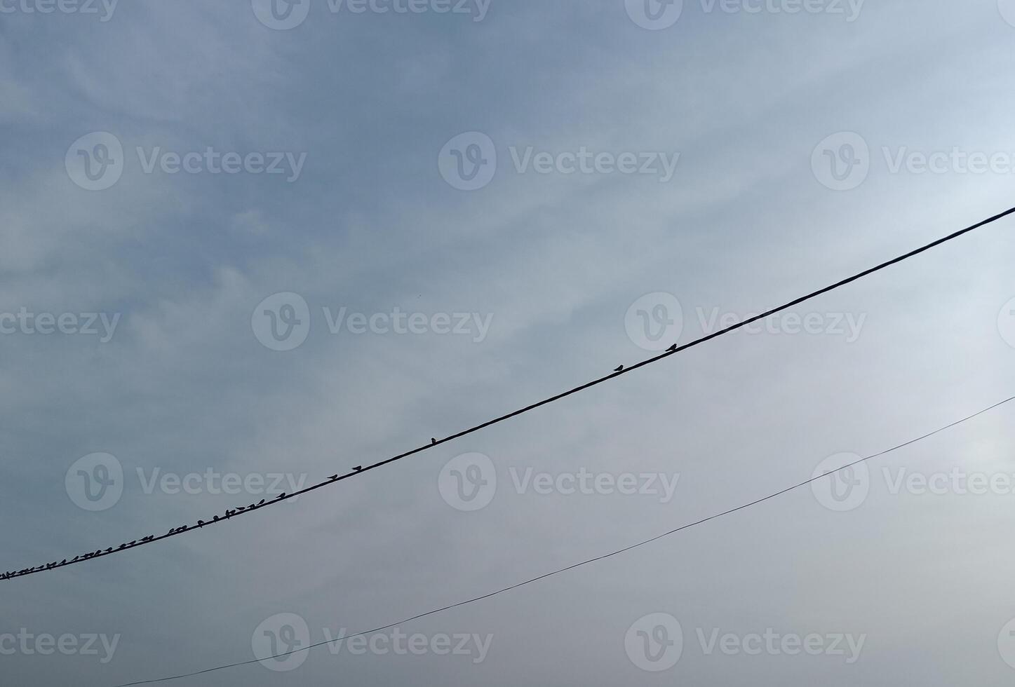 Birds resting on the cable, soaking in the moment of tranquility. photo