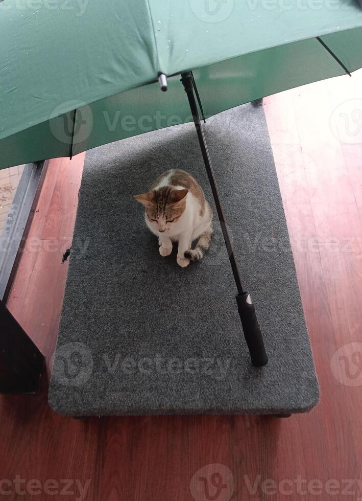 a cat rest under the umbrella, waiting for the rain photo