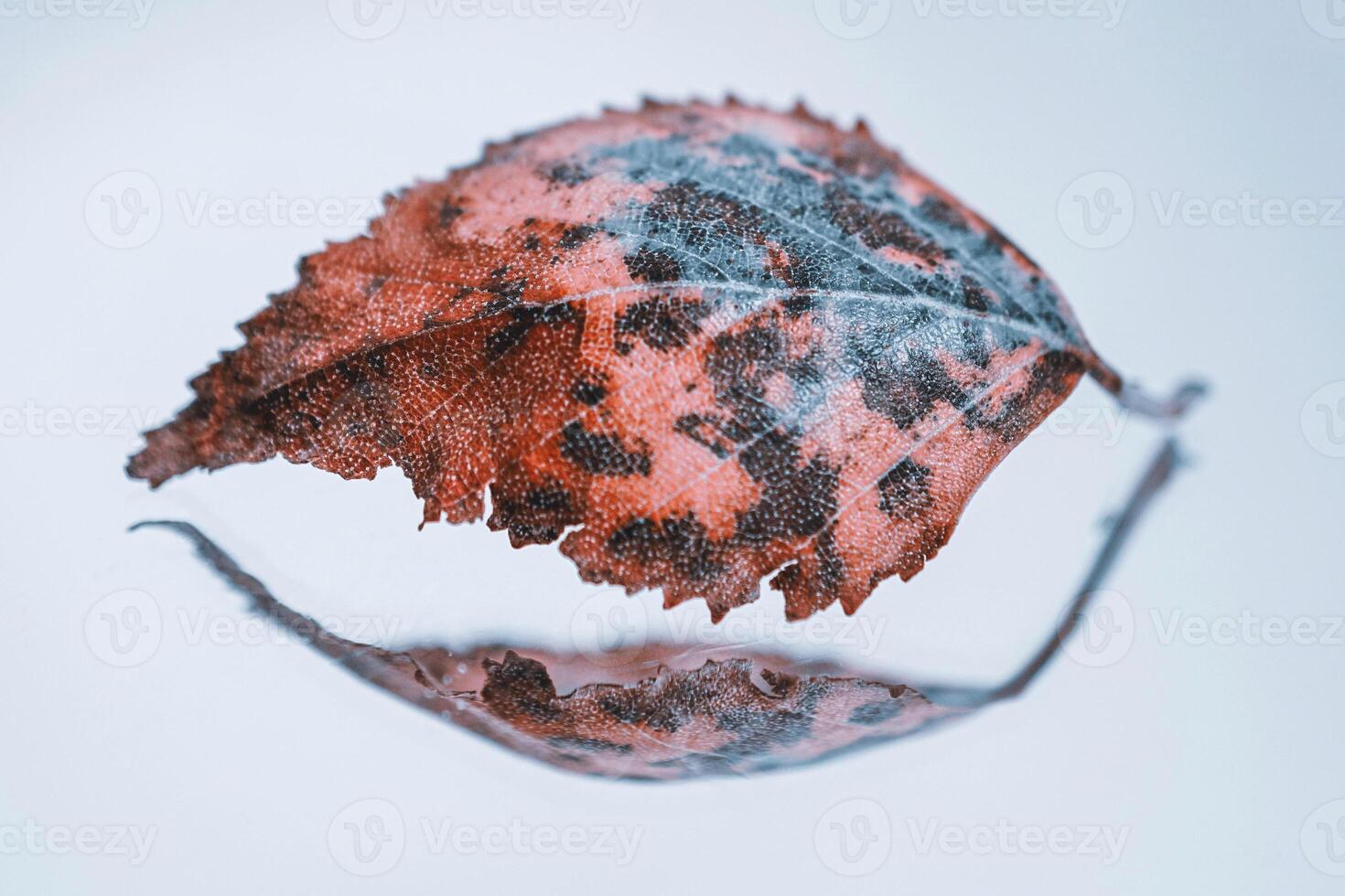 A blue and red dry autumn leaf , white background photo