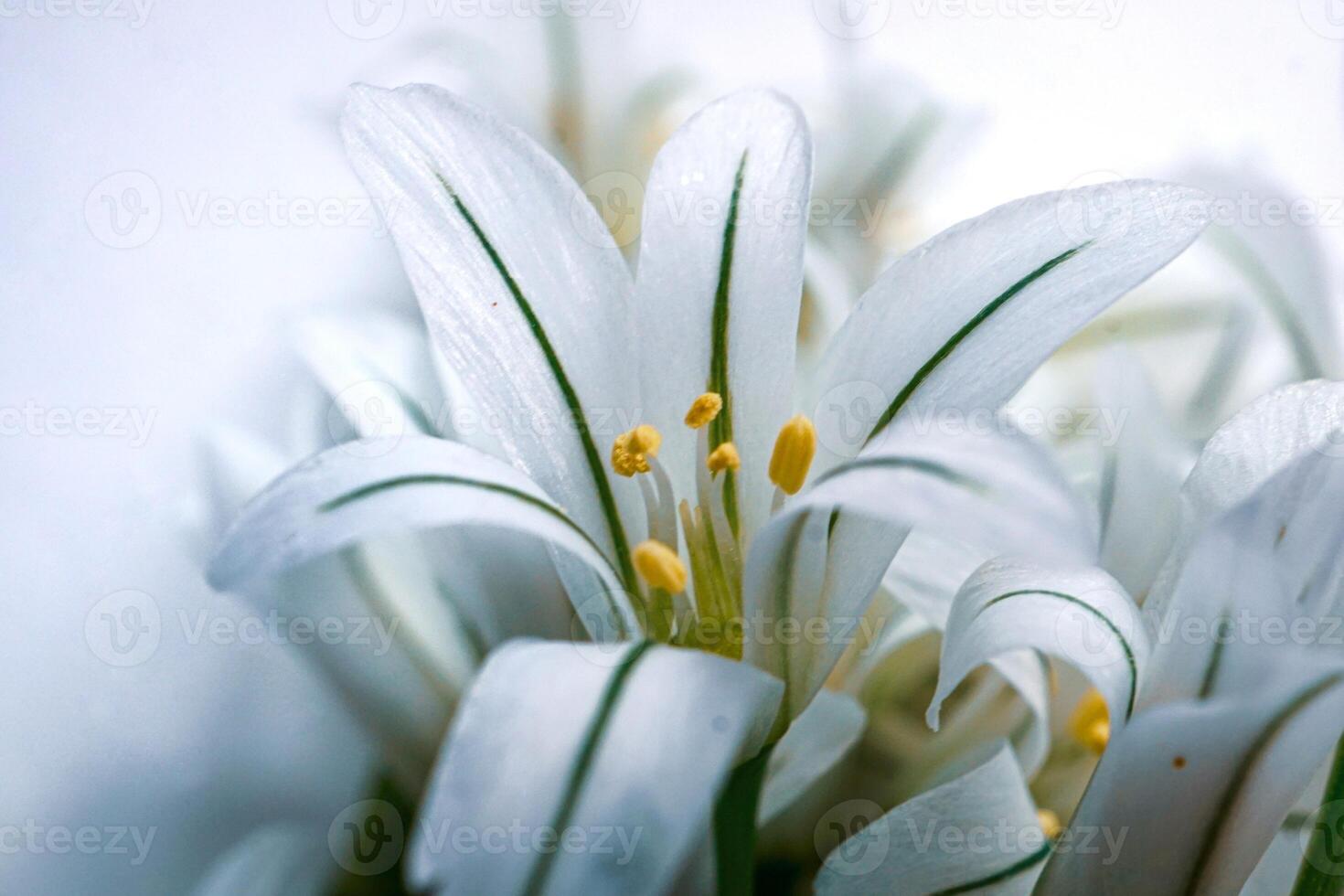 Allium triquetrum, Three Cornered Leek, white flower in the garden in springtime photo