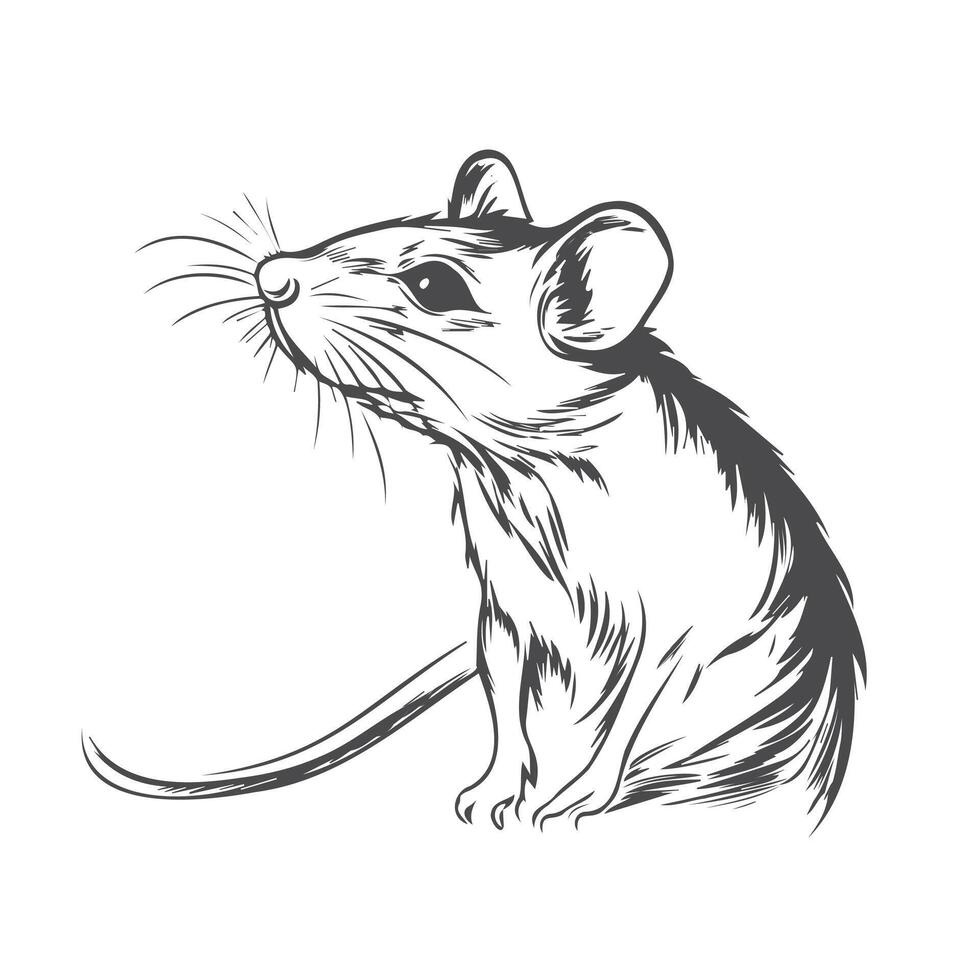 A black and white drawing of a mouse vector