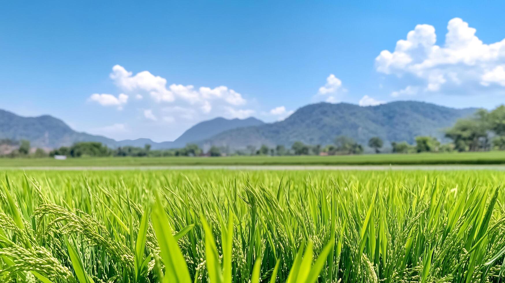 A green field with rice plants and mountains in the background photo