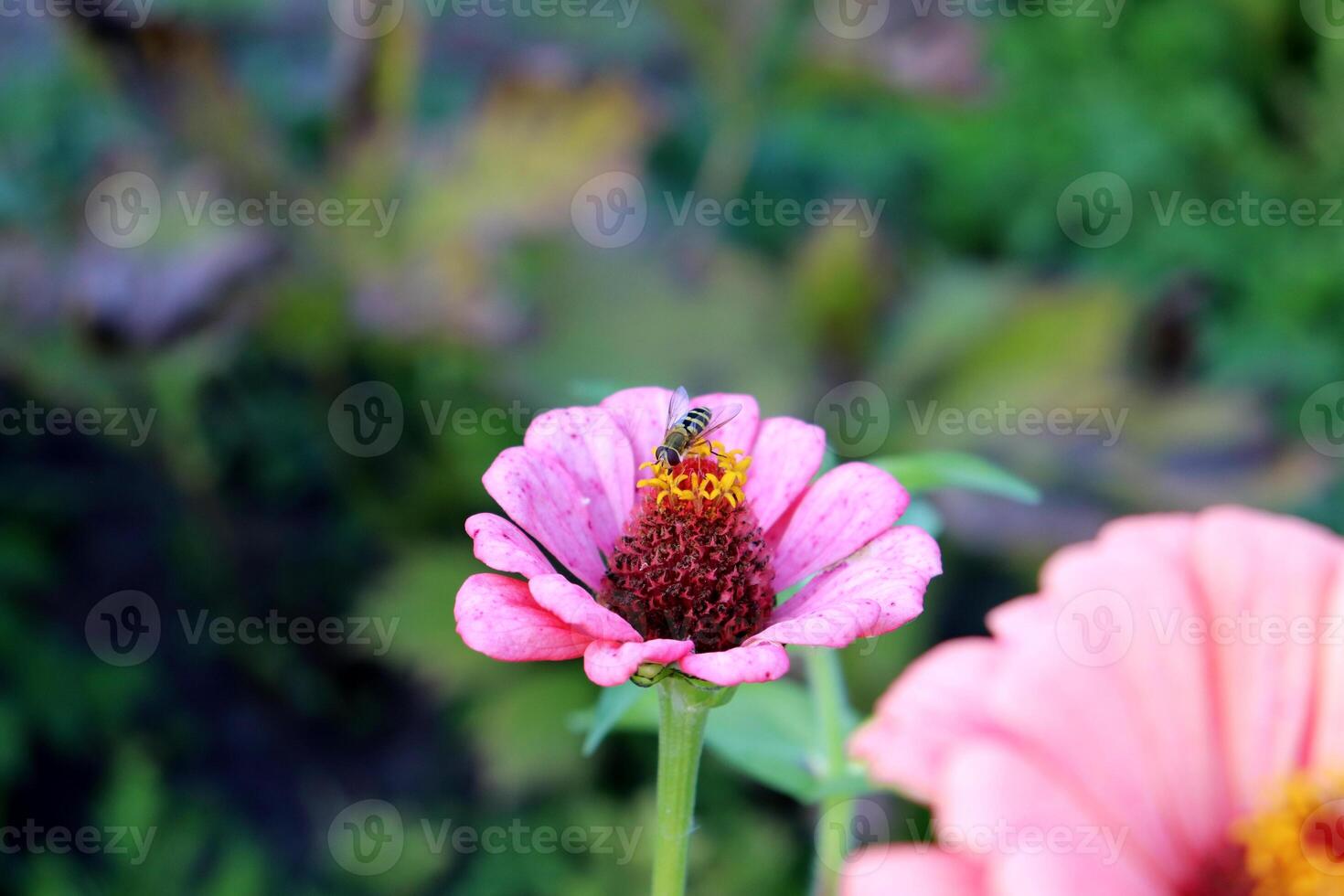 A bee collects nectar from the core of a pink zinnia flower in a flowerbed photo