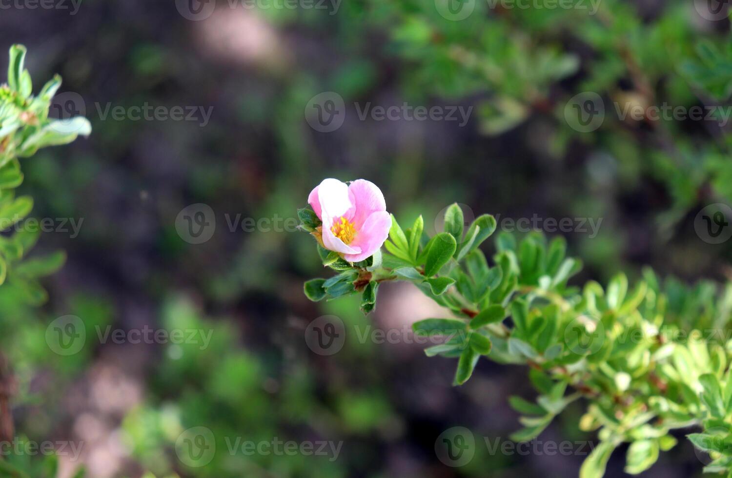 One pink cinquefoil flower on a branch on a bush in partial shade photo