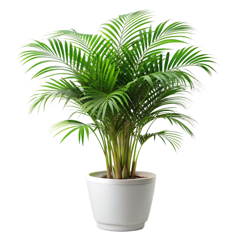beautiful Palm Plant Tree in the Pot is isolated on transparent background png