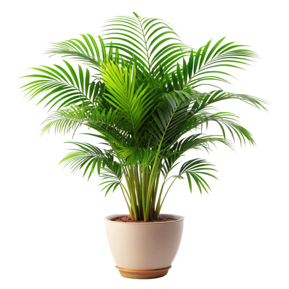 3d Palm Plant Tree in the Pot is isolated on transparent background png