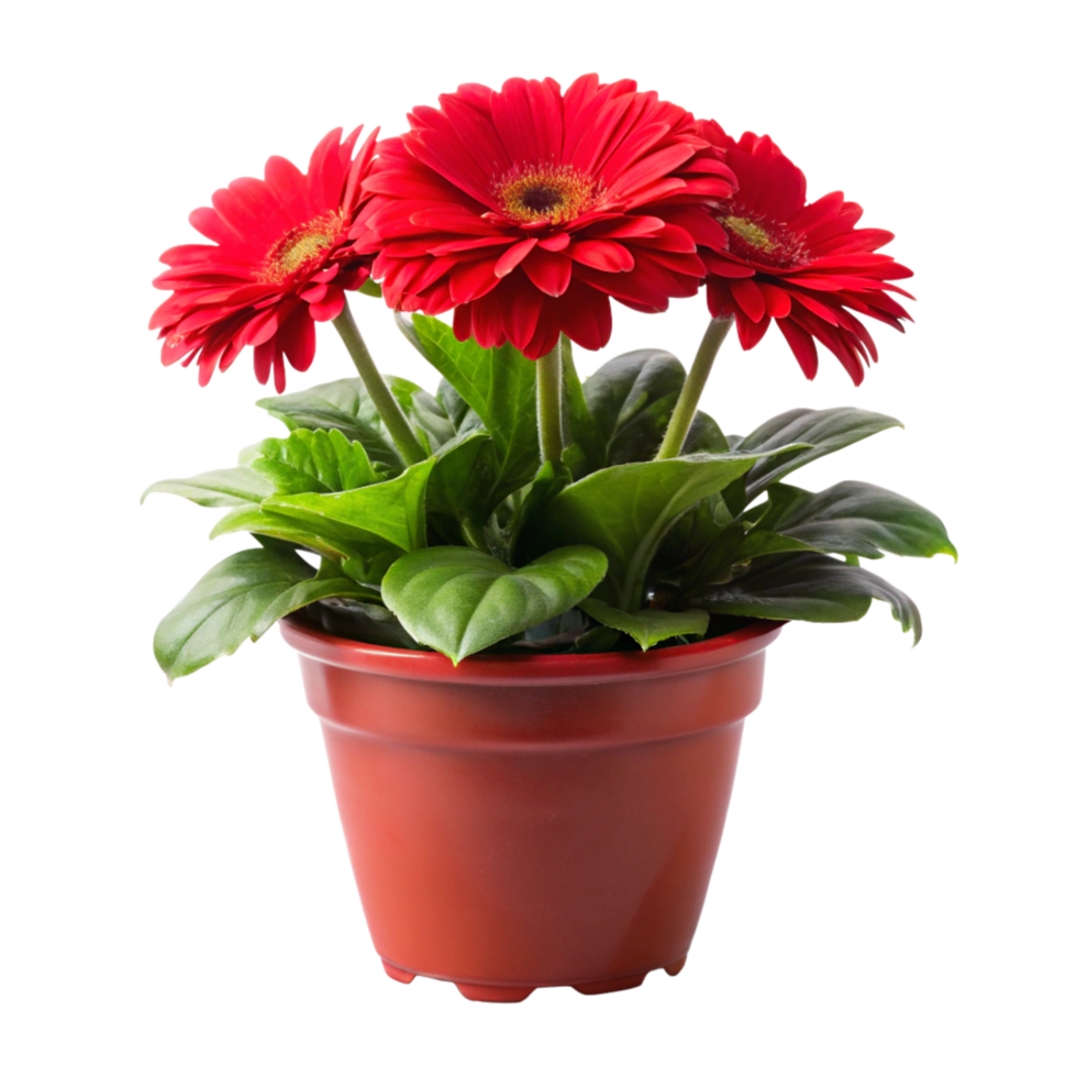 red flower plant tree in the pot is isolated on transparent background png