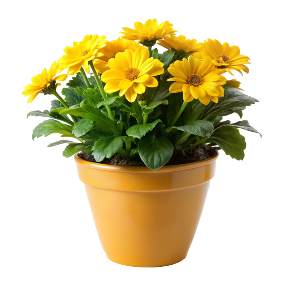3d yellow flower plant tree in the pot is isolated on transparent background png