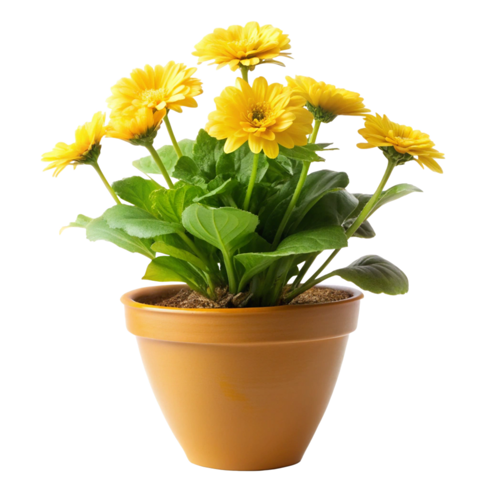 yellow flower plant tree in the pot is isolated on transparent background png