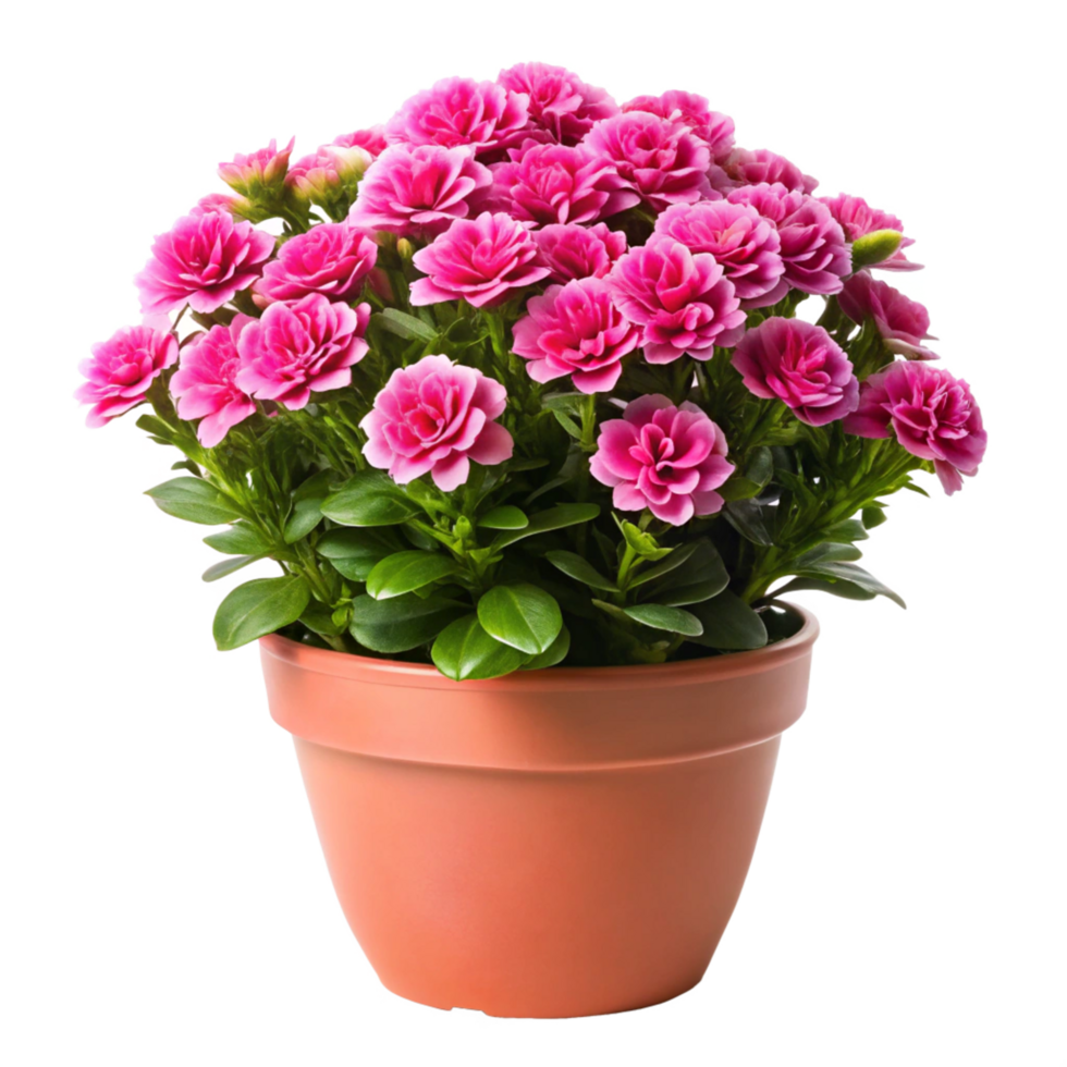 pink flower plant tree in the pot is isolated on transparent background png