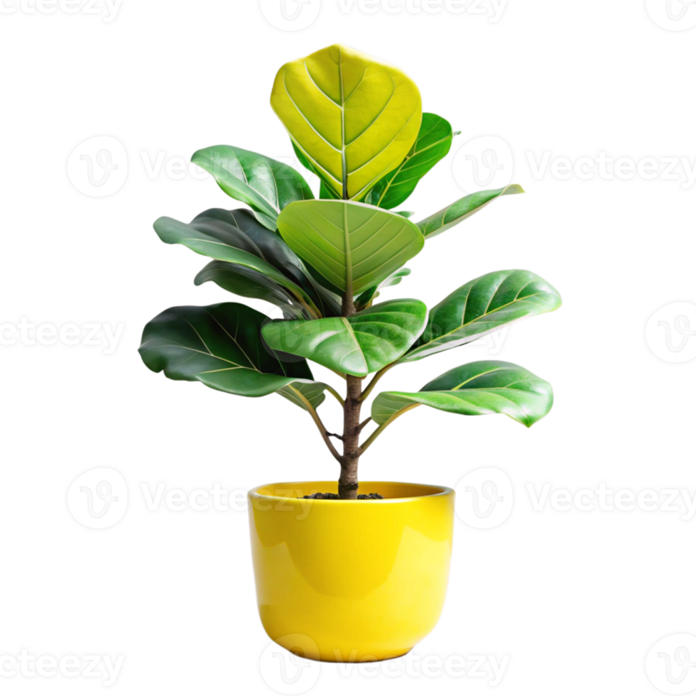 fiddle leaf fig in the yellow pot is isolated on transparent background png