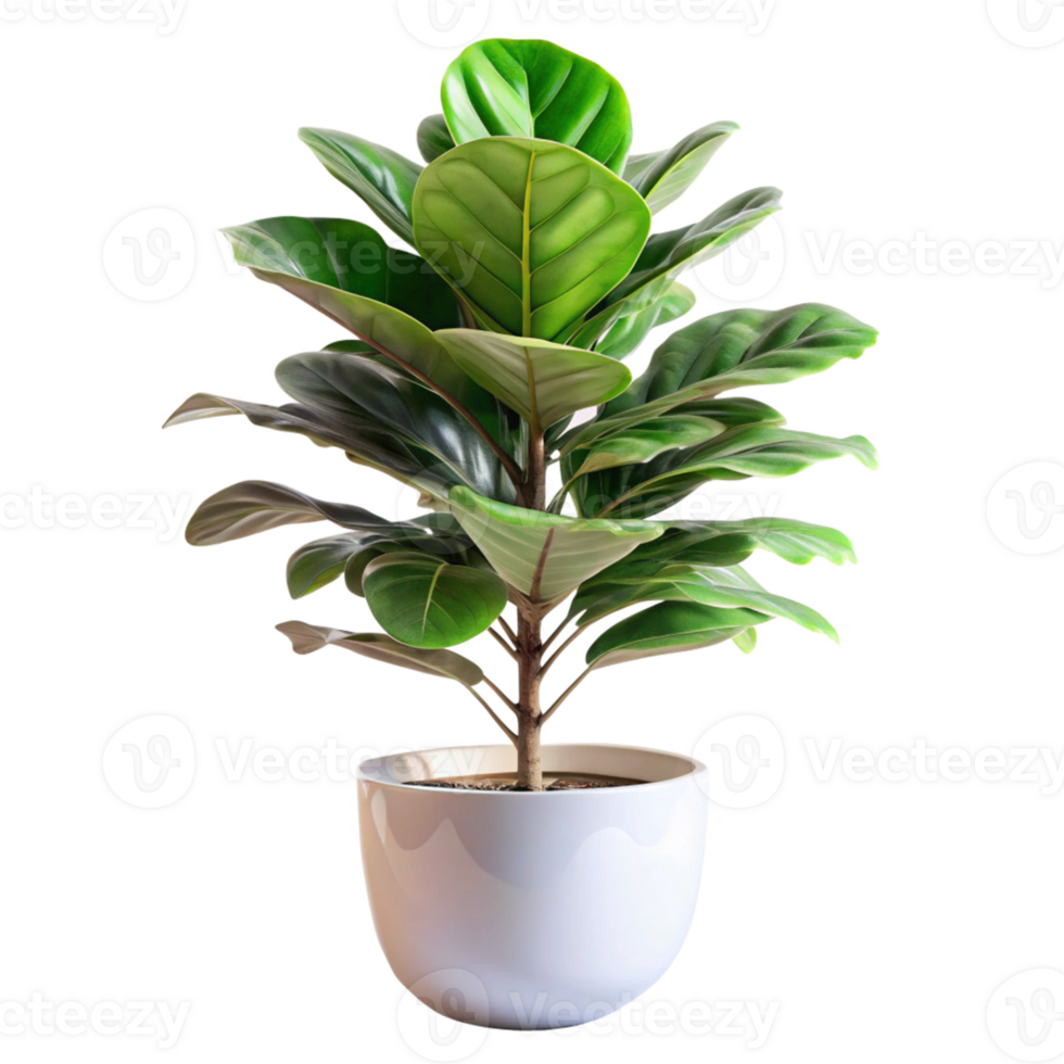 fiddle leaf fig in the white pot is isolated on transparent background png
