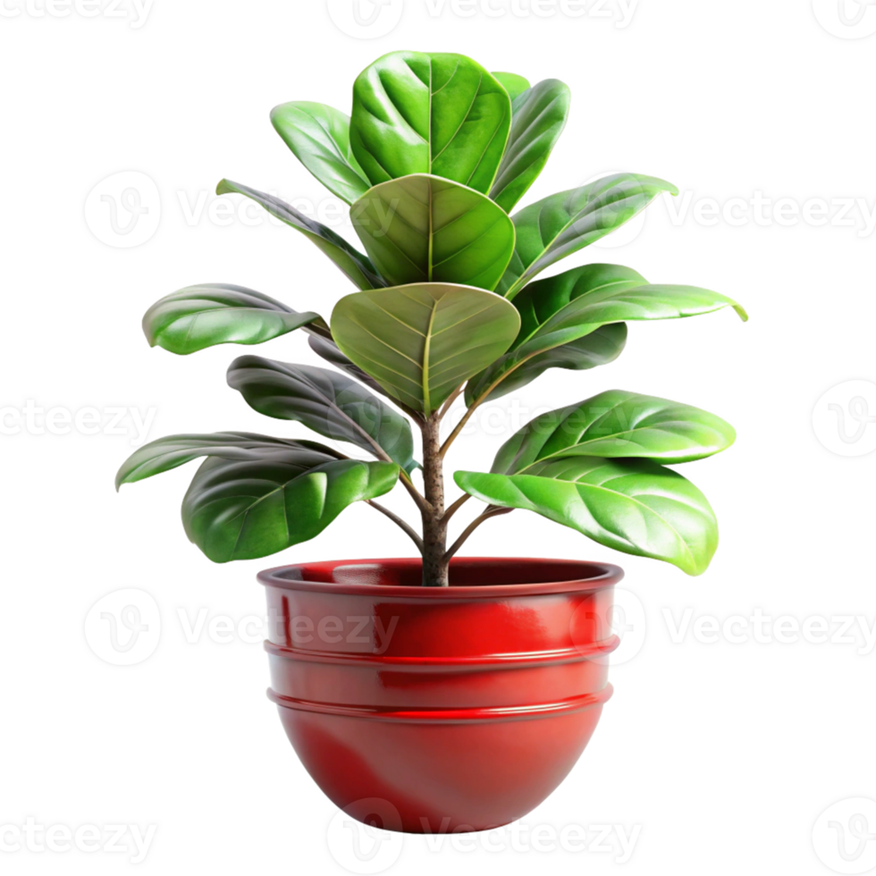 fiddle leaf fig in the red pot is isolated on transparent background png