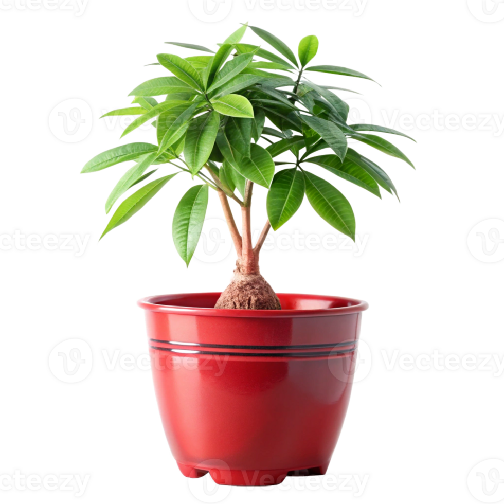 money tree plant in the red pot is isolated on transparent background png