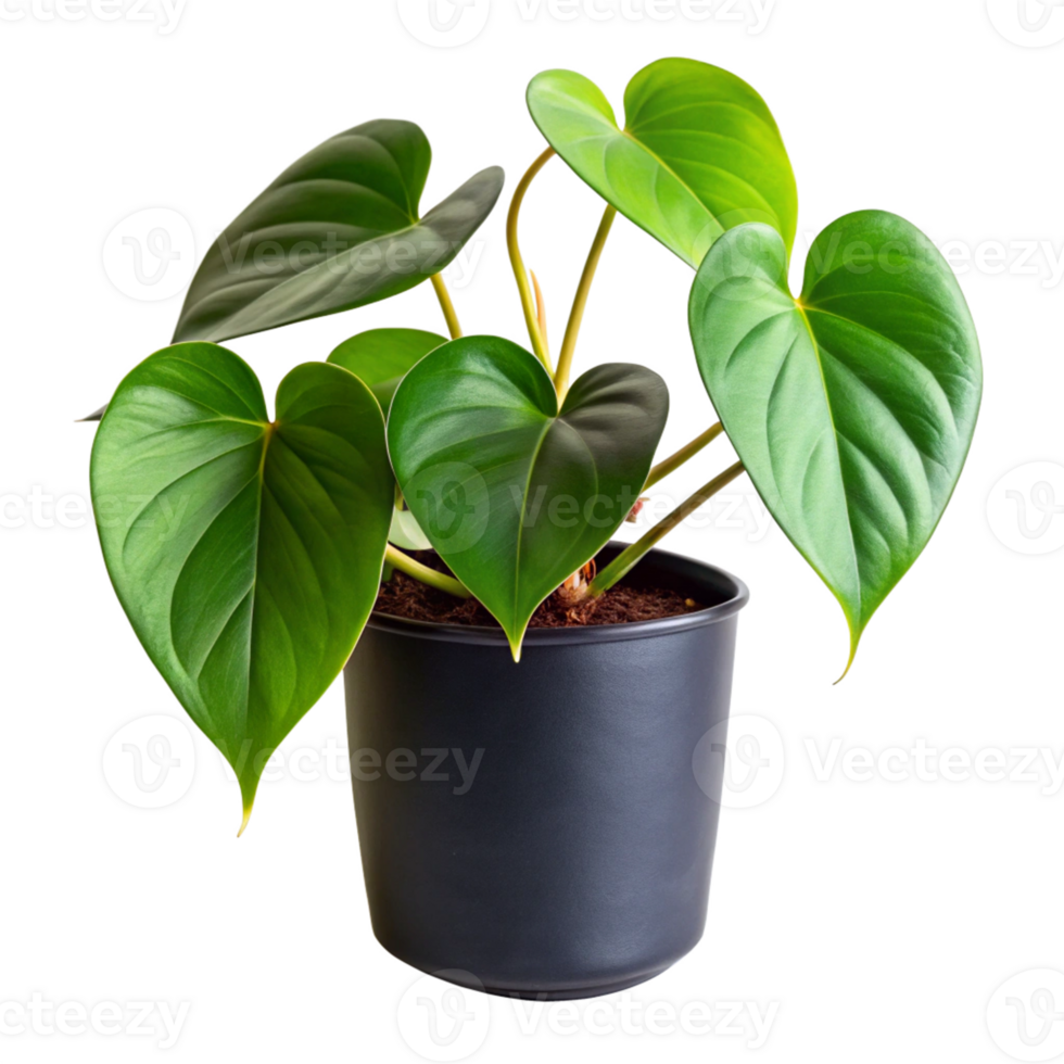 heart leaf philodendron plant in the black pot is isolated on transparent background png
