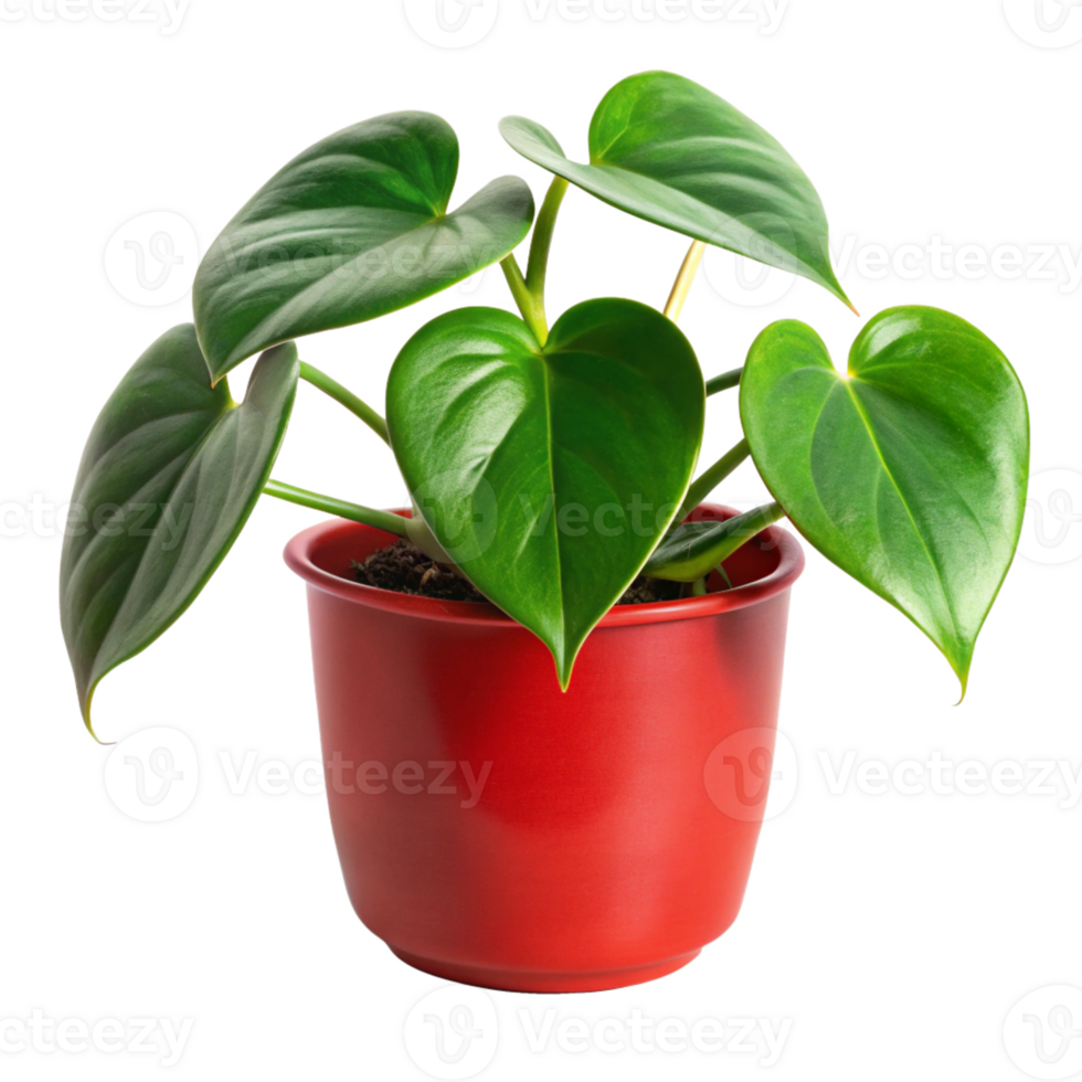 heart leaf philodendron plant in the red pot is isolated on transparent background png