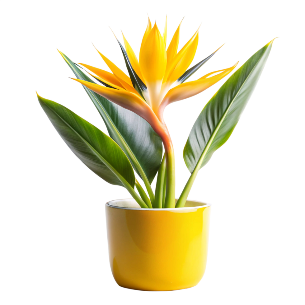 bird of paradise yellow in the black pot is isolated on transparent background png