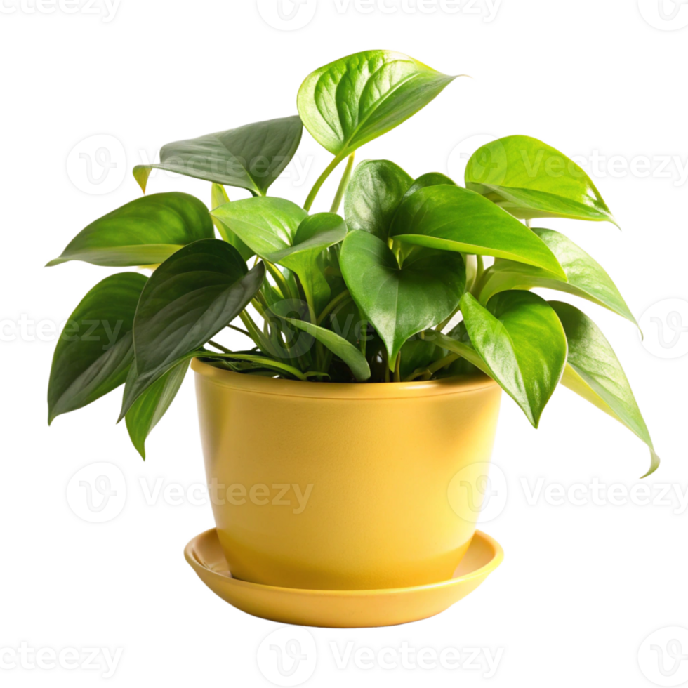 pothos plant in the yellow pot is isolated on transparent background png