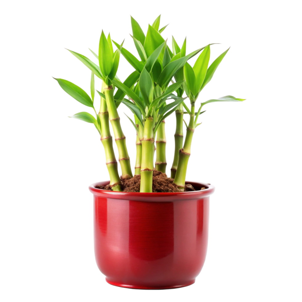 lucky bamboo plant in the red pot is isolated on transparent background png