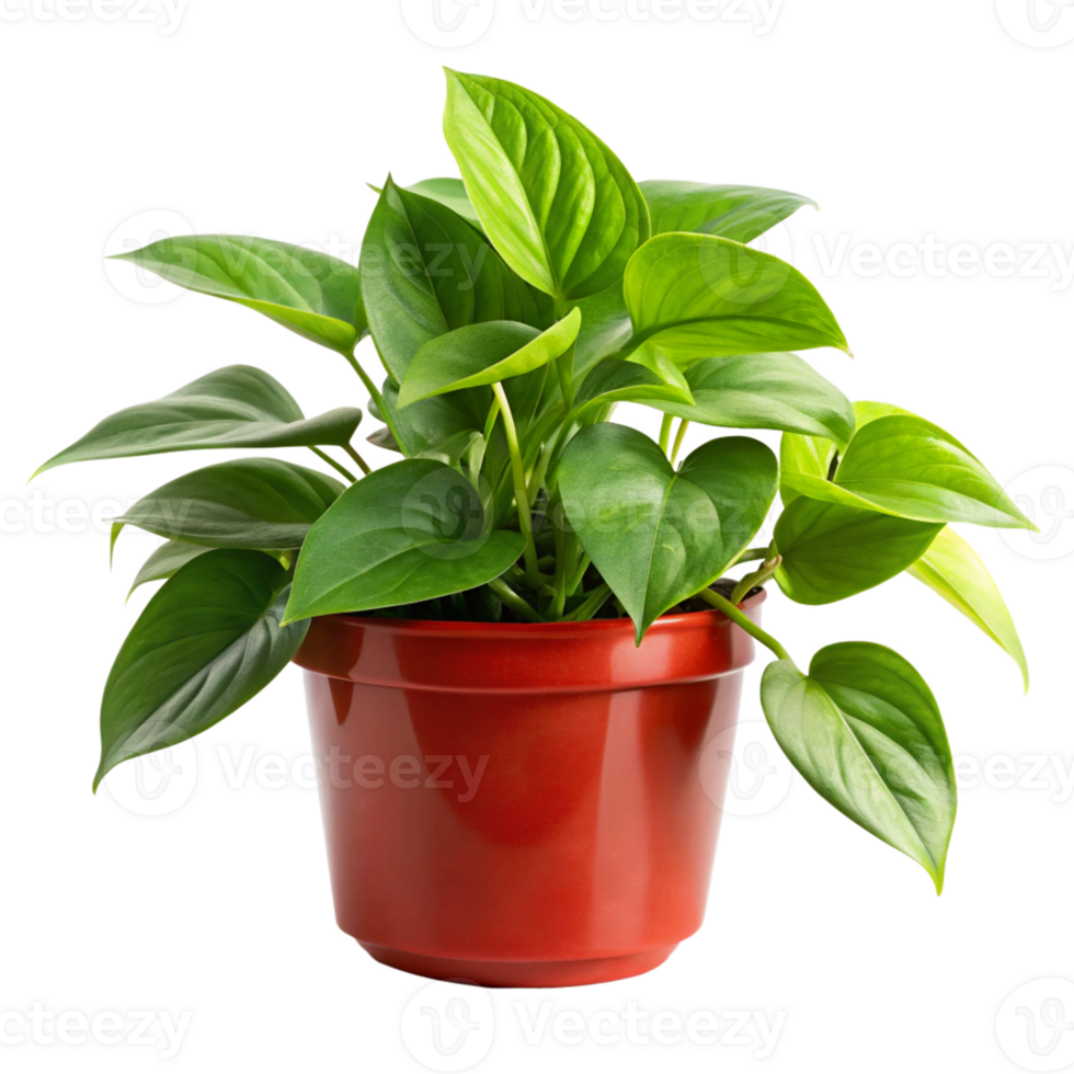 pothos plant in the red pot is isolated on transparent background png