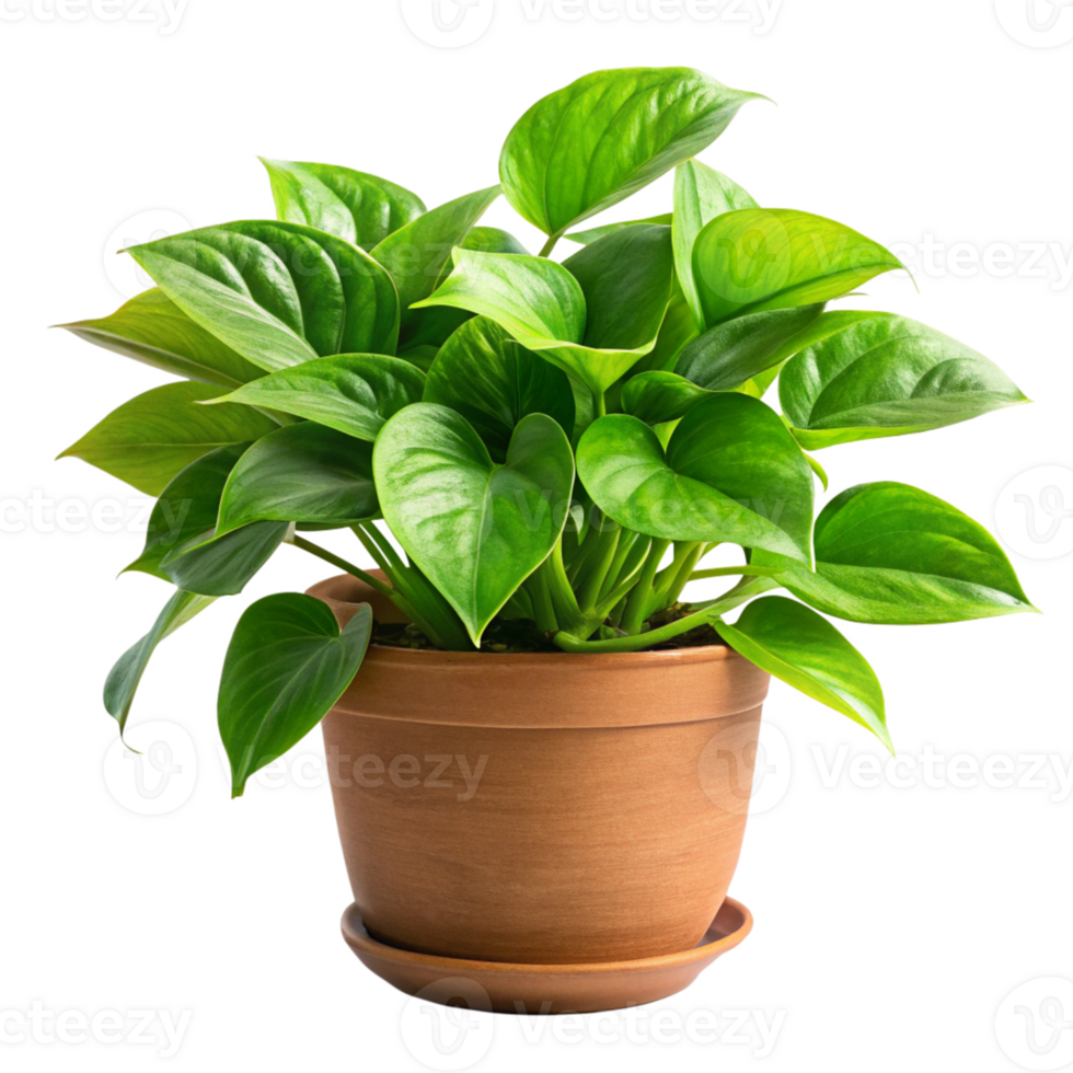 pothos plant in the pot is isolated on transparent background png
