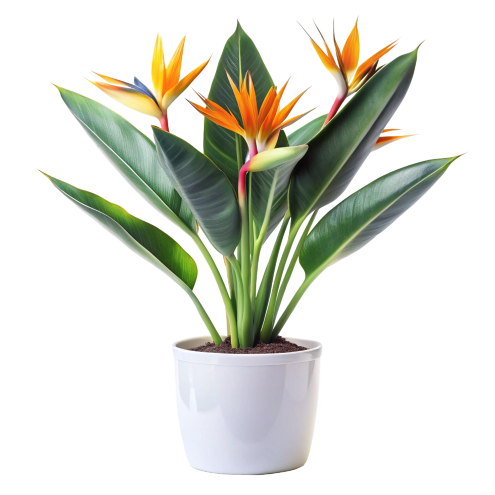 bird of paradise flower in the white pot is isolated on transparent background png