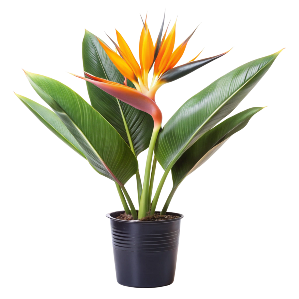 bird of paradise flower in the black pot is isolated on transparent background png