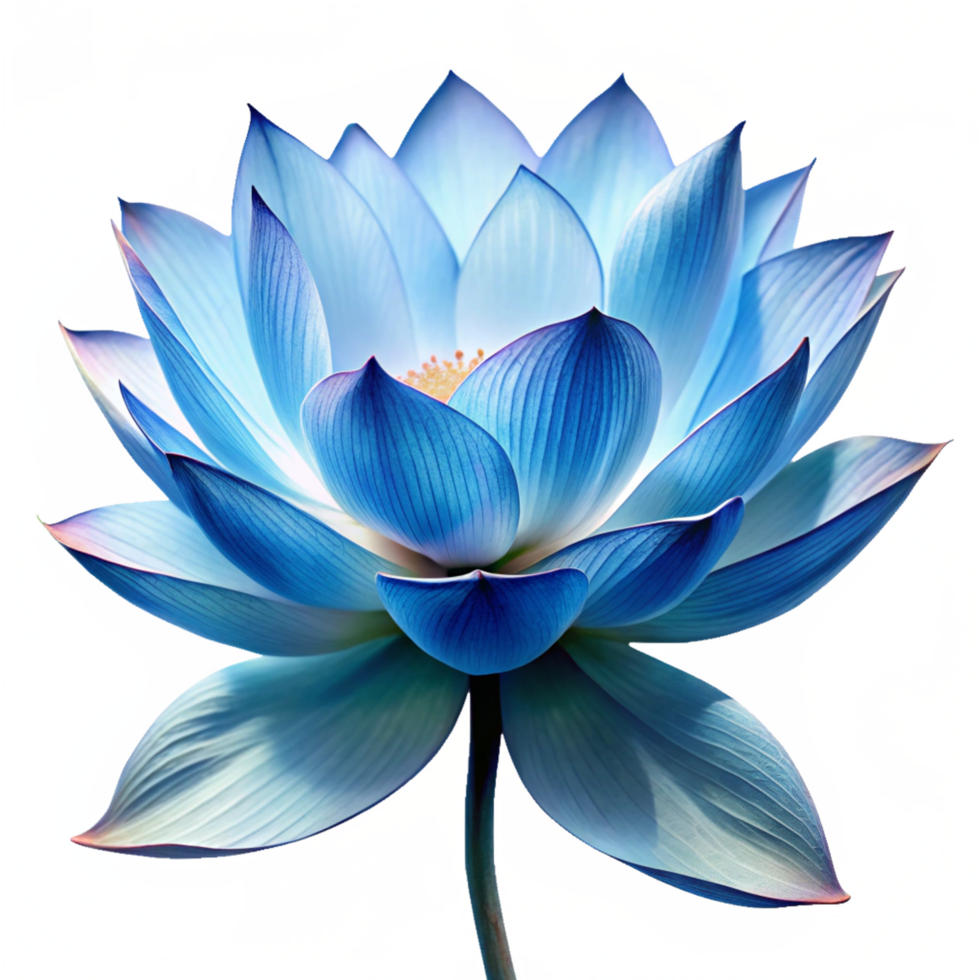 Delicate blue Lotus Flower is isolated on transparent background png