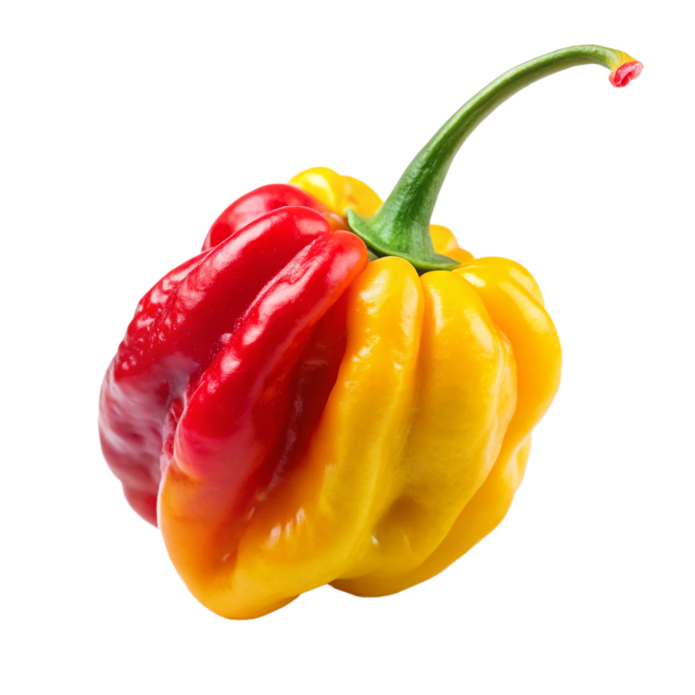 red and yellow Carolina reaper is isolated on transparent background png