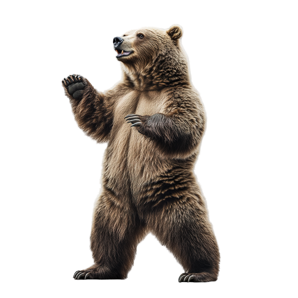 Majestic Brown Bear Standing Tall On Hind Legs, Isolated on Transparent Background png