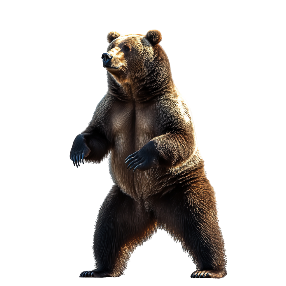Majestic Angry Brown Bear Standing Tall Isolated on Transparent Background png