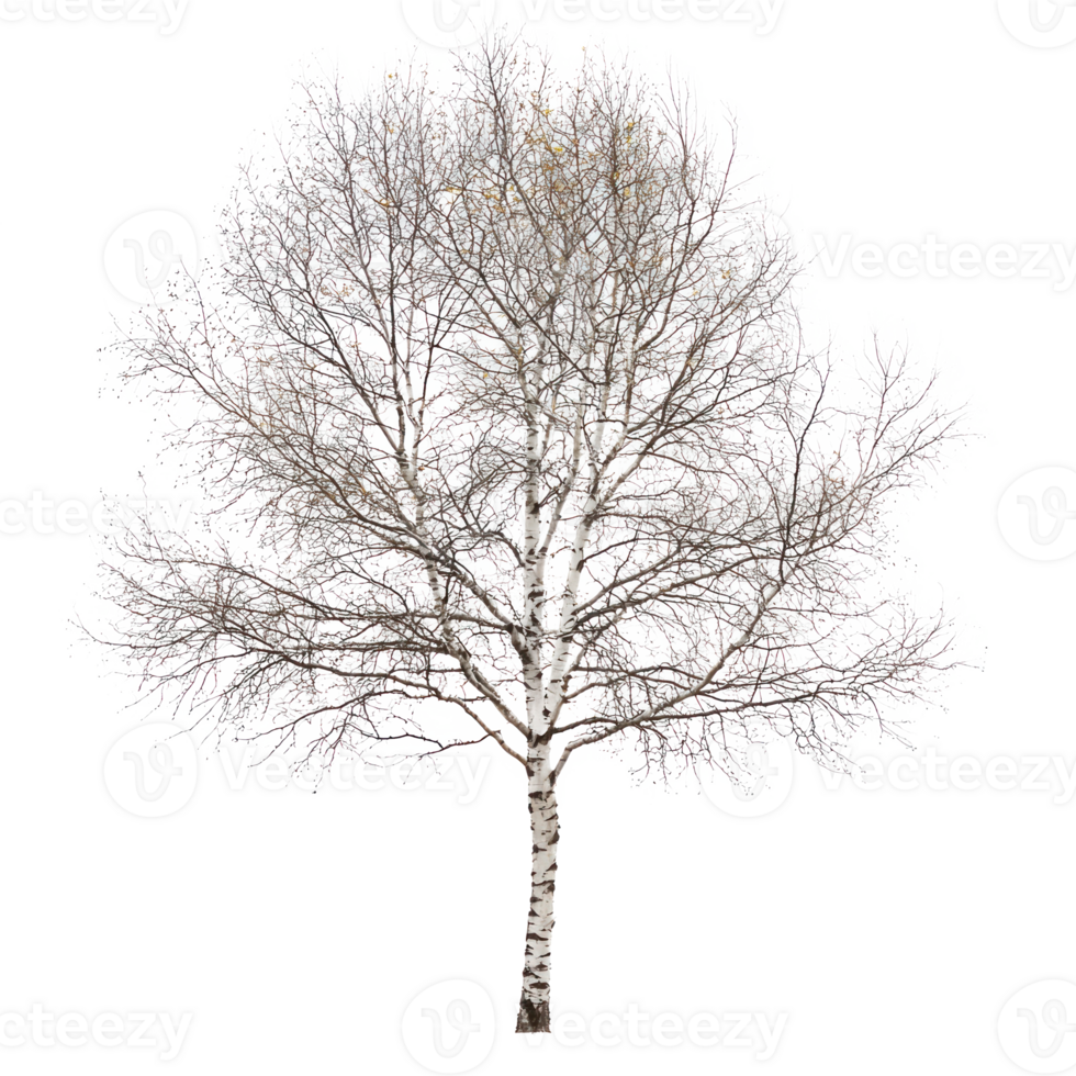 Birch Tree isolate on transparent background png