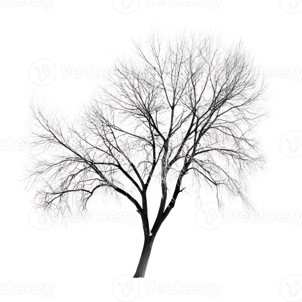 Willow Tree isolate on transparent background png