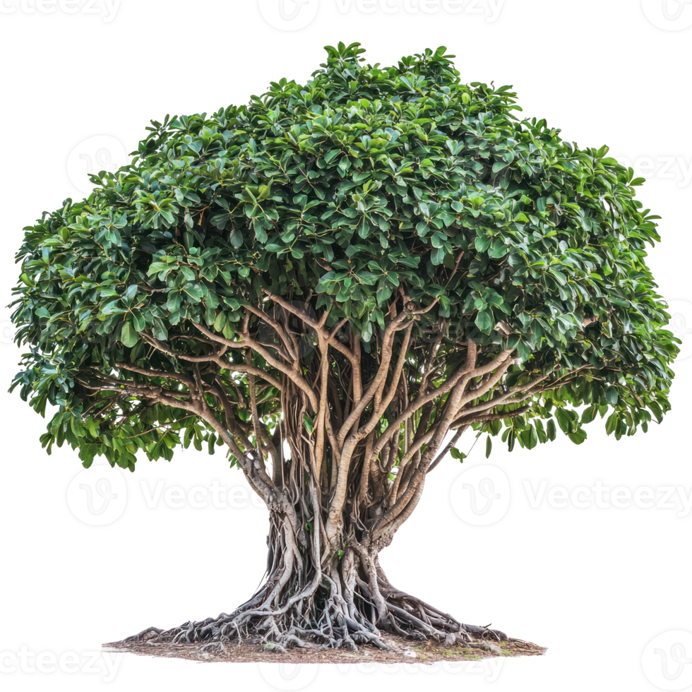 Banyan isolate on transparent background png