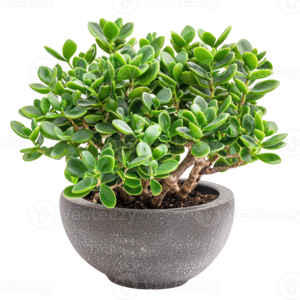 Jade Plant isolate on transparent background png