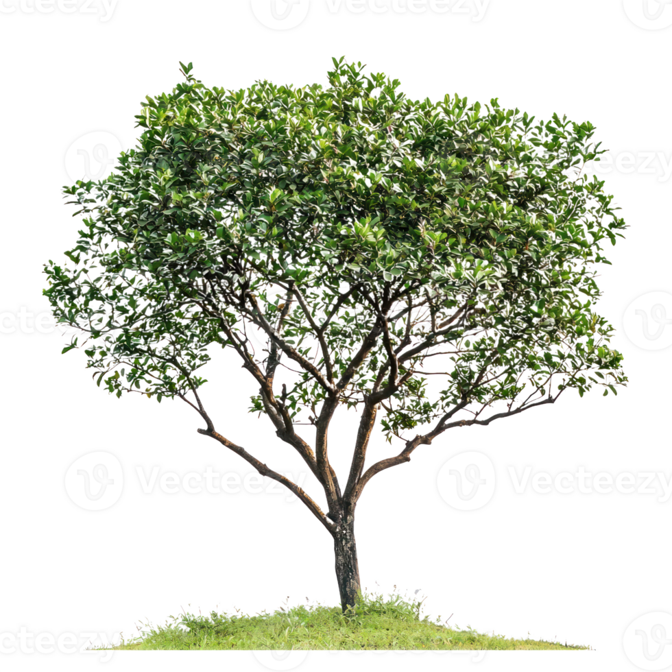 árvore em Relva com verde folhas isolar em transparente fundo png
