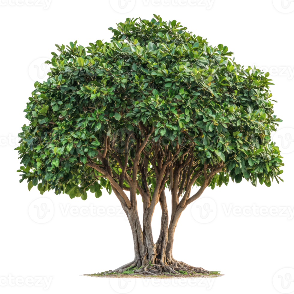 a green tree on transparent background png