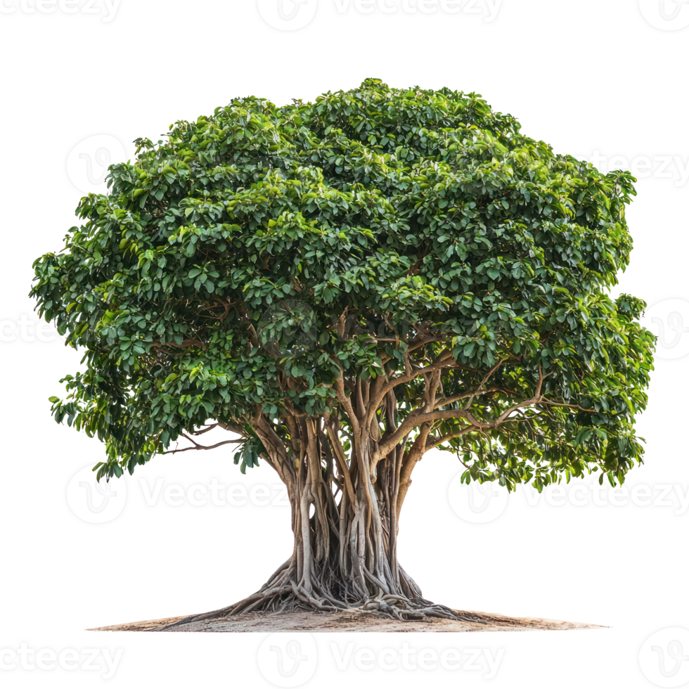 A banyan isolate on transparent background png