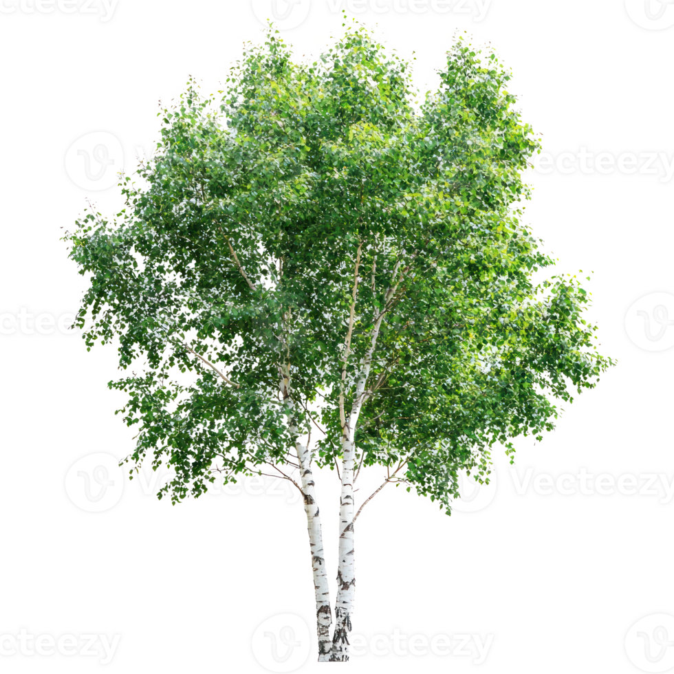a birch tree on a white background png