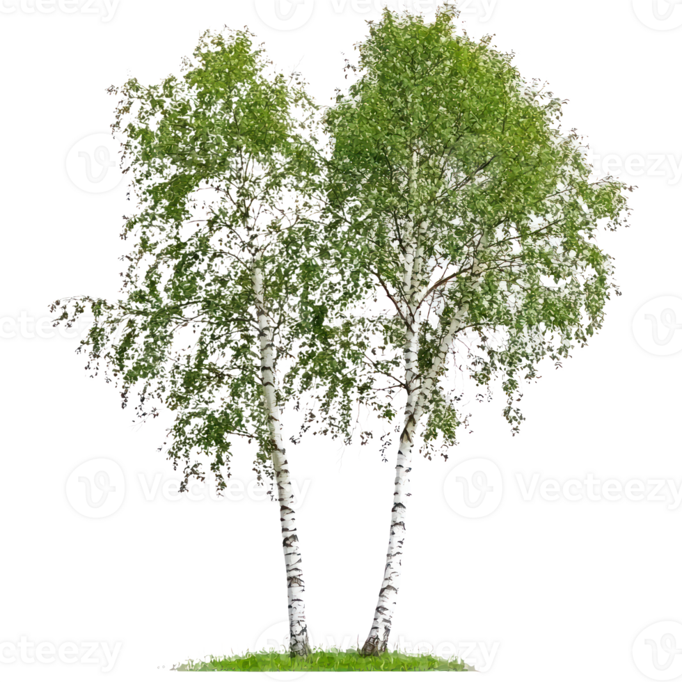 two birch trees on isolate on transparent background png