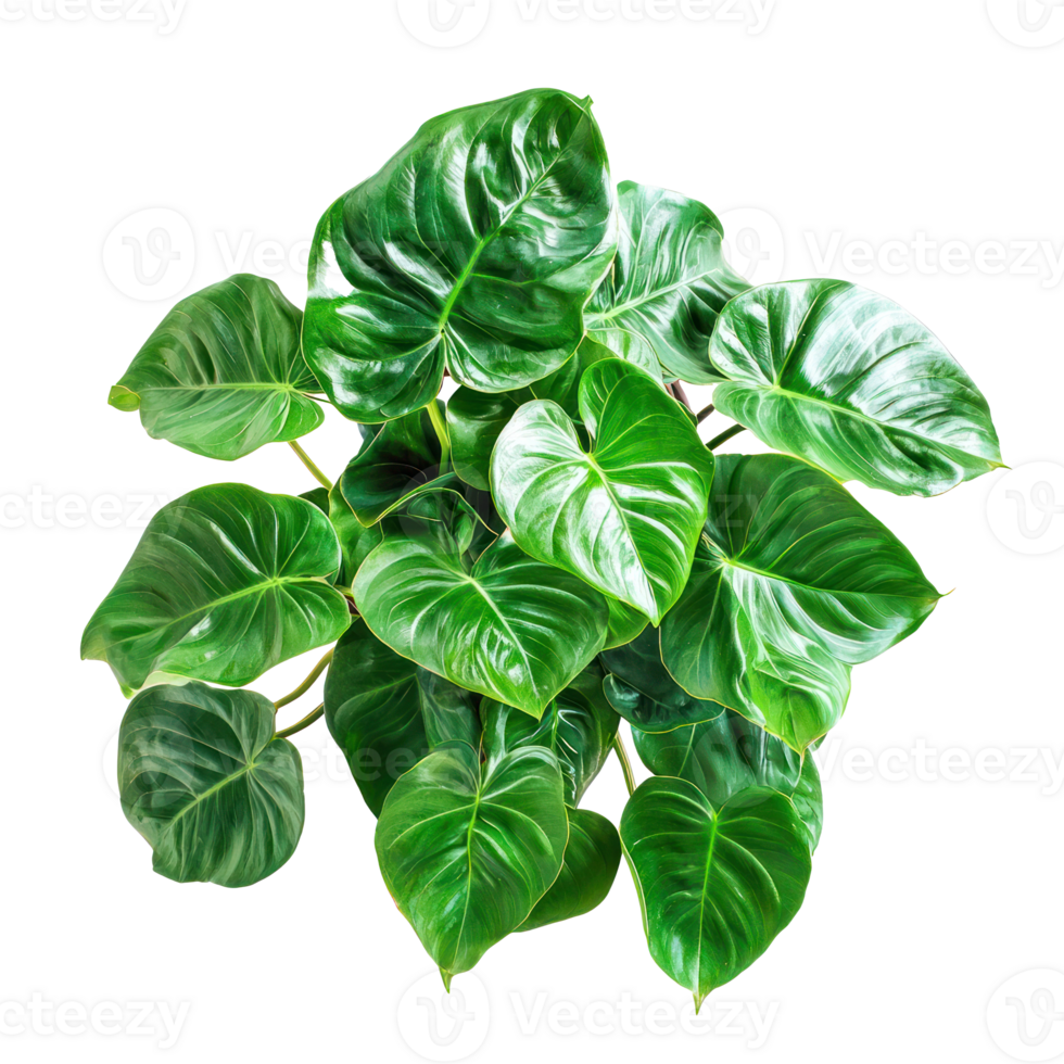 the plant is on a transparent background png