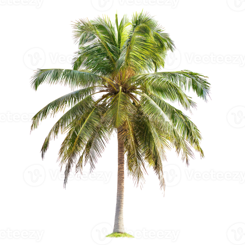Coconut Tree isolate on transparent background png