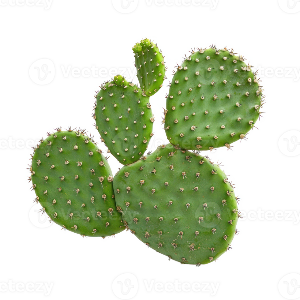 cactus plant isolate on transparent background png