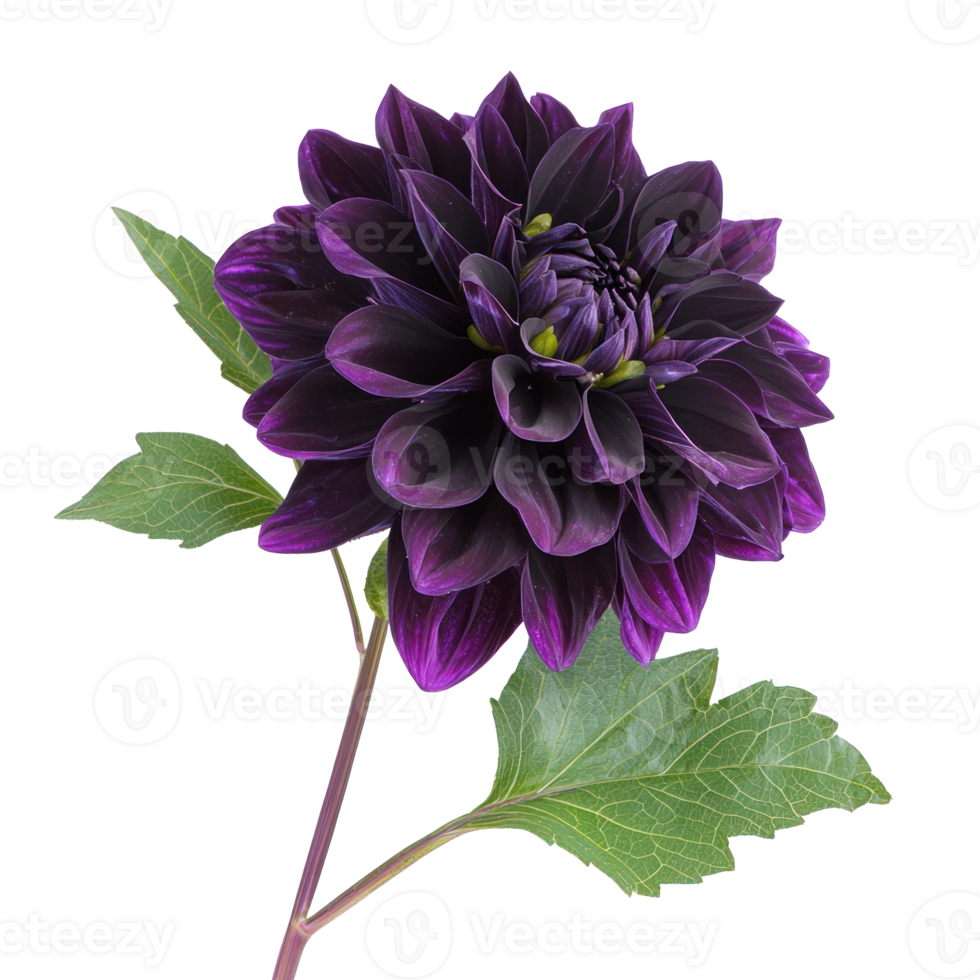 Dahlia flower isolate on transparent background png