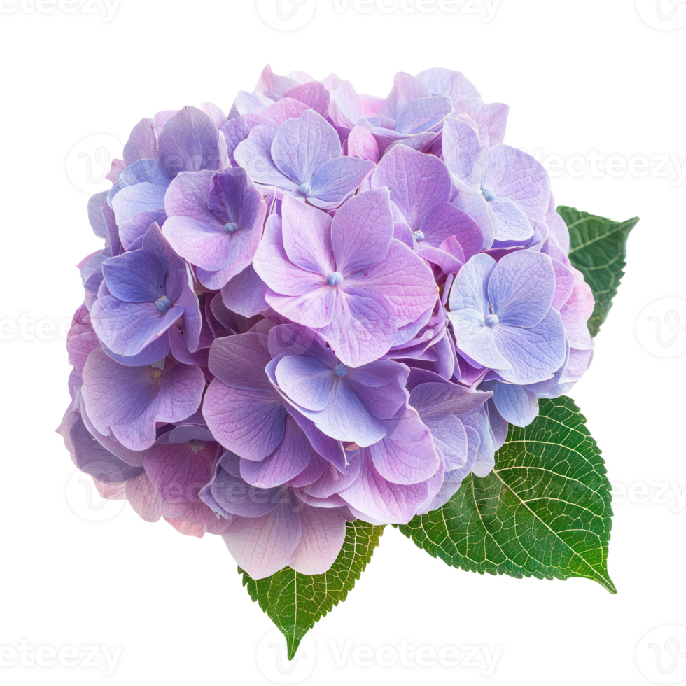 Hydrangea flower isolate on transparent background png
