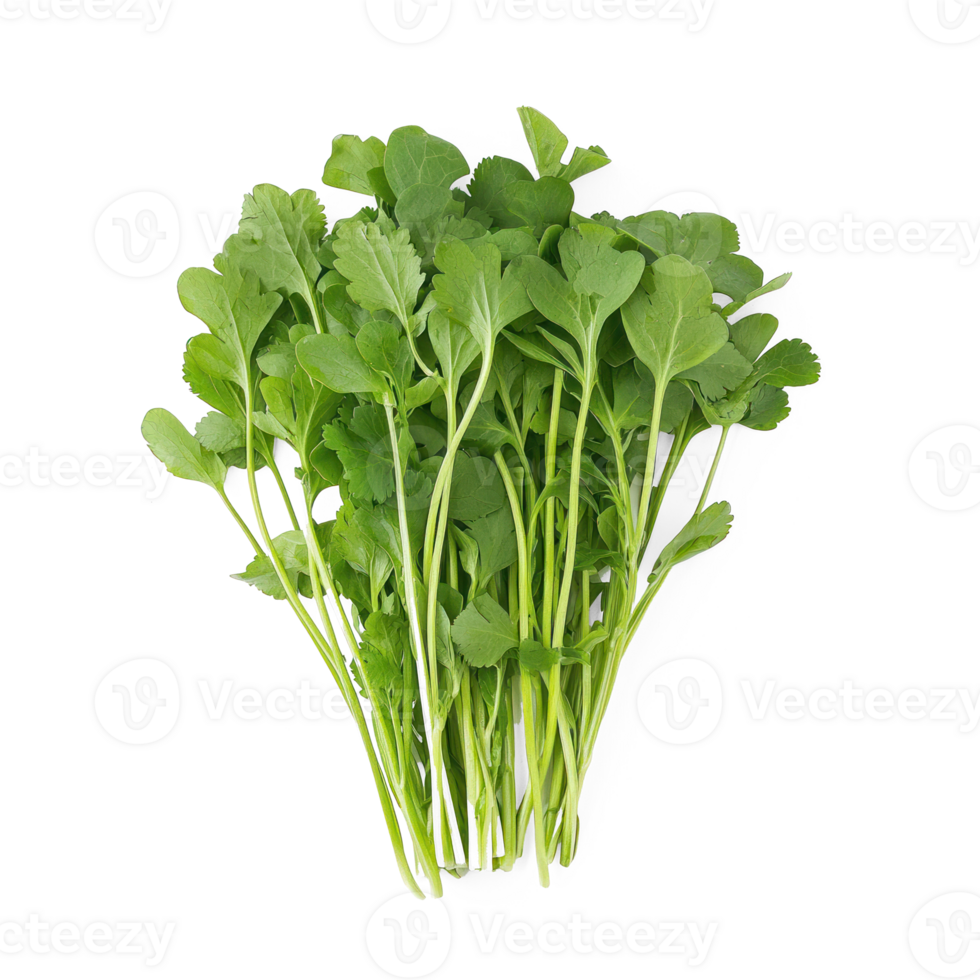 Cilantros isolate on transparent background png